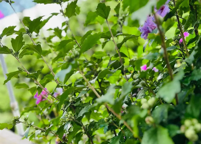 Pod Czeresnia Szczecin